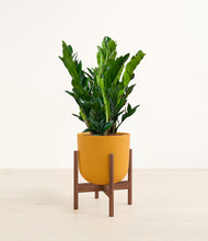 Load image into Gallery viewer, Sunset Orange stand:walnut