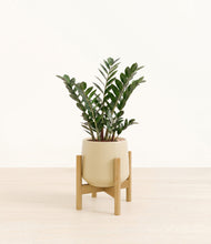 Load image into Gallery viewer, Almond Green stand:light