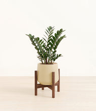 Load image into Gallery viewer, Almond Green stand:dark