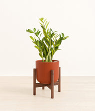 Load image into Gallery viewer, Earth Red stand:walnut