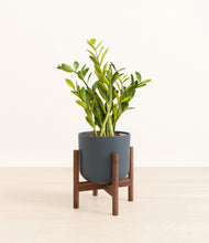 Load image into Gallery viewer, Iron Gray stand:walnut