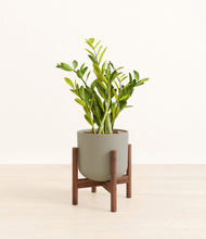 Load image into Gallery viewer, Sage Green stand:walnut