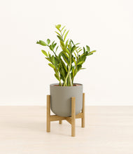 Load image into Gallery viewer, Sage Green stand:bamboo