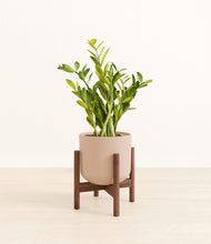 Load image into Gallery viewer, Sandy Pink stand:walnut