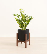 Load image into Gallery viewer, Stone Black stand:walnut