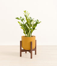 Load image into Gallery viewer, Sunset Orange stand:walnut