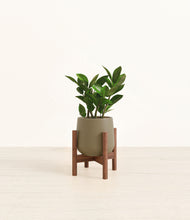 Load image into Gallery viewer, Olive stand:walnut