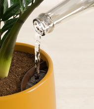 Load image into Gallery viewer, Mustard stand:all