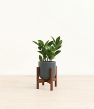 Load image into Gallery viewer, Iron Gray stand:walnut