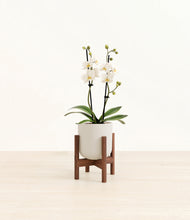 Load image into Gallery viewer, Natural Bamboo stand:walnut