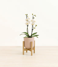 Load image into Gallery viewer, Sandy Pink stand:bamboo