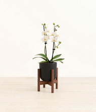 Load image into Gallery viewer, Stone Black stand:walnut