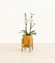 Load image into Gallery viewer, Sunset Orange stand:bamboo