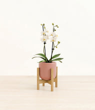 Load image into Gallery viewer, Striped Rose Pink stand:bamboo