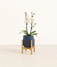 Load image into Gallery viewer, Deep Navy stand:bamboo