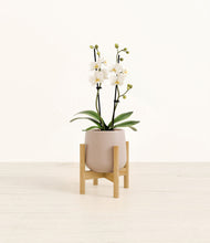 Load image into Gallery viewer, Eternal Gray stand:bamboo