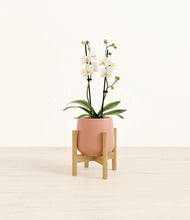 Load image into Gallery viewer, Calm Rose stand:bamboo