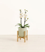 Load image into Gallery viewer, Turquoise stand:bamboo