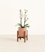 Load image into Gallery viewer, Calm Rose stand:walnut