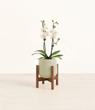 Load image into Gallery viewer, Turquoise stand:walnut