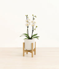 Load image into Gallery viewer, Cotton White stand:bamboo