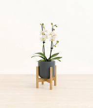 Load image into Gallery viewer, Iron Gray stand:bamboo