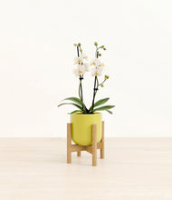Load image into Gallery viewer, Key Lime Yellow stand:bamboo
