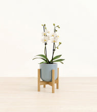 Load image into Gallery viewer, Misty Blue stand:bamboo