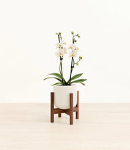 Load image into Gallery viewer, Cotton White stand:walnut