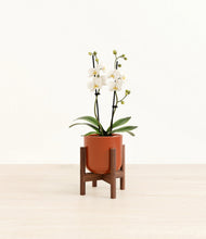 Load image into Gallery viewer, Glossy Red stand:walnut