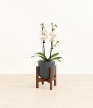 Load image into Gallery viewer, Iron Gray stand:walnut