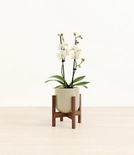 Load image into Gallery viewer, Sage Green stand:walnut