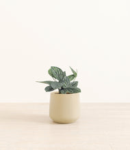 Load image into Gallery viewer, Almond Green*****Profile