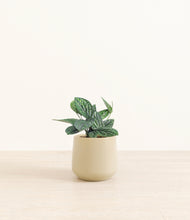Load image into Gallery viewer, Almond Green*****Profile