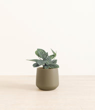 Load image into Gallery viewer, Olive*****Profile