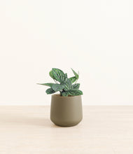 Load image into Gallery viewer, Olive*****Profile