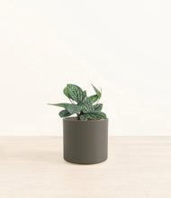 Load image into Gallery viewer, Dark Olive*****Profile