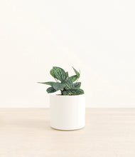 Load image into Gallery viewer, White*****Profile