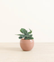 Load image into Gallery viewer, Calm Rose*****Profile