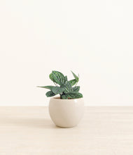 Load image into Gallery viewer, Shiny EggWhite*****Profile