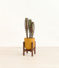 Load image into Gallery viewer, Sunset Orange stand:walnut