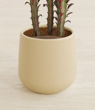 Load image into Gallery viewer, Almond Green stand:all