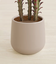 Load image into Gallery viewer, Eternal Gray stand:all