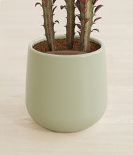 Load image into Gallery viewer, Turquoise stand:all