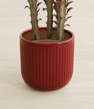 Load image into Gallery viewer, Striped Cherry Red stand:all