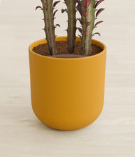 Load image into Gallery viewer, Sunset Orange stand:all