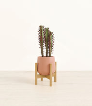 Load image into Gallery viewer, Calm Rose stand:bamboo