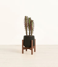 Load image into Gallery viewer, Black stand:walnut