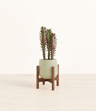 Load image into Gallery viewer, Turquoise stand:walnut