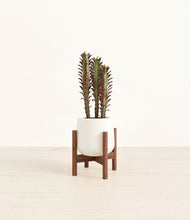 Load image into Gallery viewer, White stand:walnut